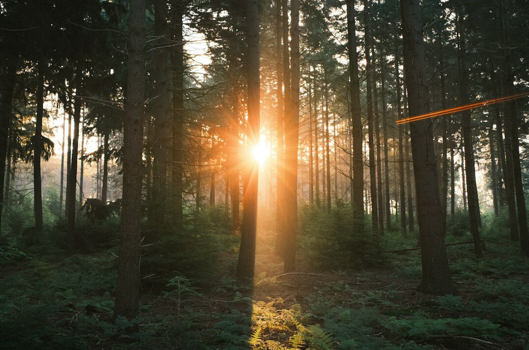 dense forest with sunlight
